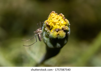 Macro Of Southern House Mosquito Or Culex Quinquefasciatus Sitting On Marigold Flower