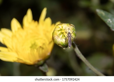 Macro Of Southern House Mosquito Or Culex Quinquefasciatus Sitting On Chrysanthemums Flower