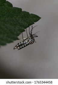 Macro Of Southern House Mosquito Or Culex Quinquefasciatus Mosquito