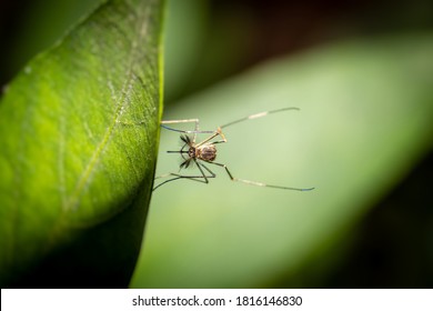 Macro Of Southern House Mosquito Or Culex Quinquefasciatus Mosquito Holding A Leaf