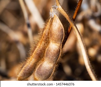 Macro Of Soybeans Pods. Harvest Of Soy Beans - Agriculture Legumes Plant. Soybean Field - Dry Soyas Pods