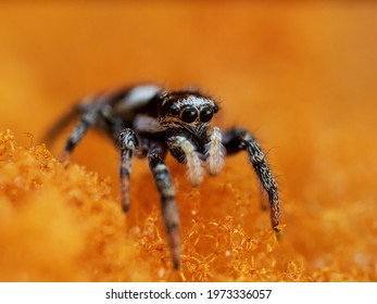 macro spider on the ground - Shutterstock ID 1973336057