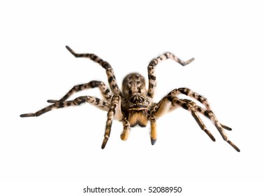 Macro of spider ready for attack, isolated on white