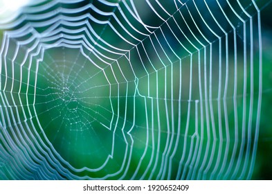 Macro Spider Web In The Dew Close Up. Blurred Background. Soft Focus