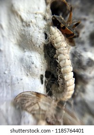 macro spider web trap
