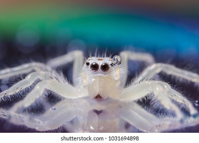 Macro spider white