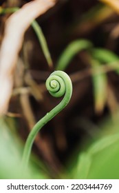 Macro Of A Spiral Plant In Martinique Island