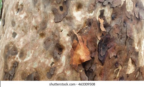 Macro Spotted Gum Tree Bark