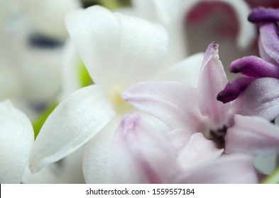 Macro spring white and multu-colored hyacinths