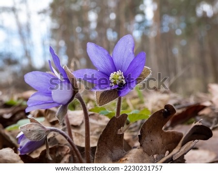 Macro of spring wildflowers the Common hepatica (Anemone hepatica or Hepatica nobilis) growing in the forest. Beautiful and delicate floral background. Spring scenery
