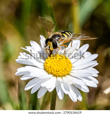 Macro square image. Hover fly on a daisy.