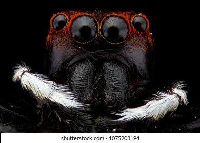 macro stacking focus