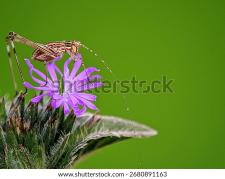Macro of a Stick Insect (Phasmatodea) on a Purple Wildflower