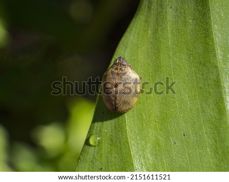macro the stickbug on green leaf