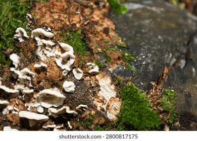 Macro structural view of an old fallen tree trunk covered with bright green moss and small white mushrooms. Natural forest bark texture demonstrates natural processes of wood decomposition in a damp shaded wilderness.