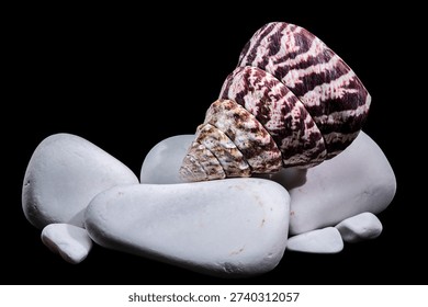 Una fotografía macro estudio