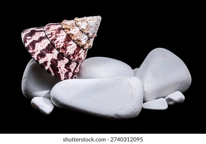 Una fotografía macro estudio