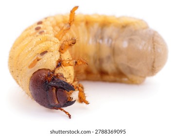 A macro studio shot of a large beetle larva or grub with visible legs and mandibles. Authentic photography weaves detailed organic textures of a garden pest. Real camera capture on a white background.