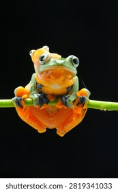 Macro studio shot of two flying tree frogs, small frog perched on head of larger frog on a green vine against a black background. Cute tropical amphibian photography