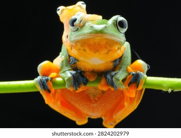 Macro studio shot of two flying tree frogs, small frog perched on head of larger frog on a green vine against a black background. Cute tropical amphibian photography