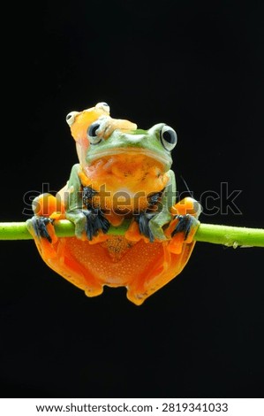 Macro studio shot of two flying tree frogs, small frog perched on head of larger frog on a green vine against a black background. Cute tropical amphibian photography