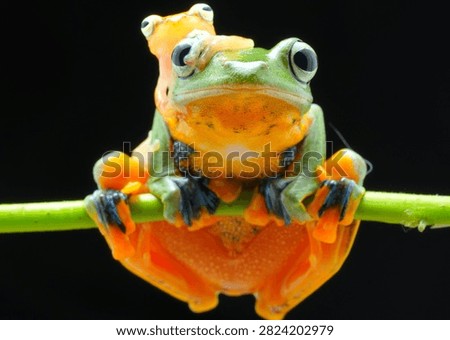 Macro studio shot of two flying tree frogs, small frog perched on head of larger frog on a green vine against a black background. Cute tropical amphibian photography