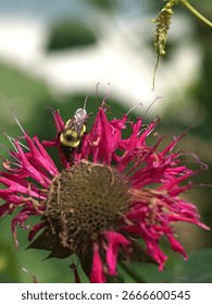 A Macro Study of Bumble Bees on Bee Balms