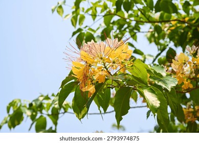 Macro study of intricate crateva religiosa flower cluster showing delicate details of long purple stamens and yellow petals