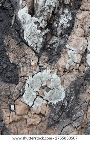 A Macro Study of Rugged Tree Bark, Deep Fissures, and Flourishing Lichen