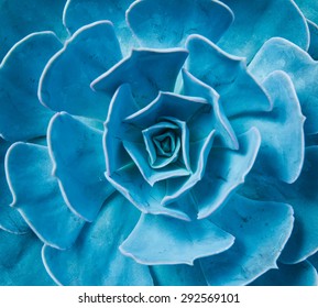 Macro of succulent plant in the desert - Powered by Shutterstock