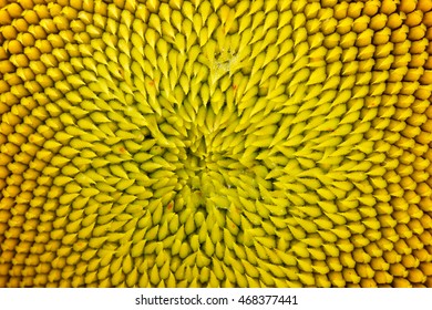 Macro Sunflower Background