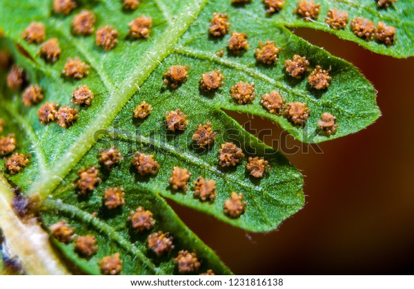 Macro of sword fern spores. Spores on the backside\
of the fronds