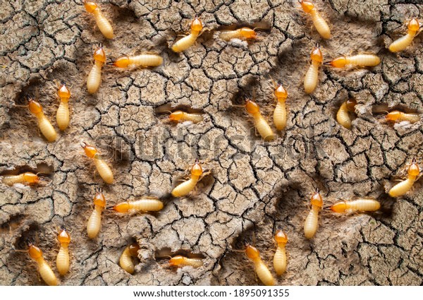 Macro of Termite on dry ground. The  termite\
group on the ground is searching for food to feed the larvae in the\
cavity.