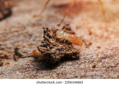 A Macro Termite On Wood