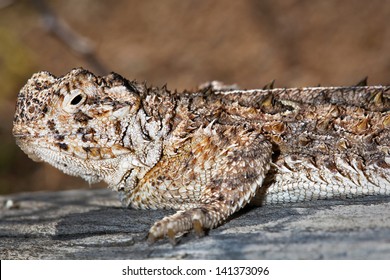 A macro of a Texas Horned Lizard (Phrynosoma cornutum) basking int he sun in Arizona, USA. This species is known to squirt blood from its eyes in defence to scare off predators.