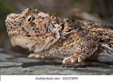 359 Texas Horned Lizard Images, Stock Photos & Vectors | Shutterstock