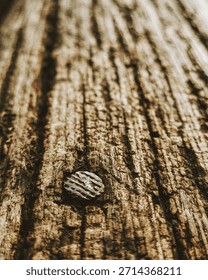 Macro texture of aged wood with embedded metal fastener
