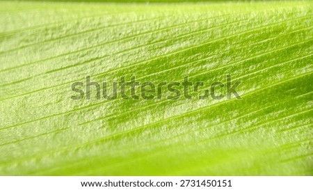 Macro texture of bright green leaf with parallel veins