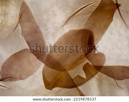 macro texture of dried leaves