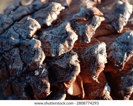 Macro Texture of Dry Pine Cone Scales with Detailed Woody Patterns