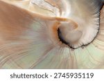 Macro texture exotic seashell as abstract pearl background for product presentation card. Summer aesthetic backdrop. Selective focus.
