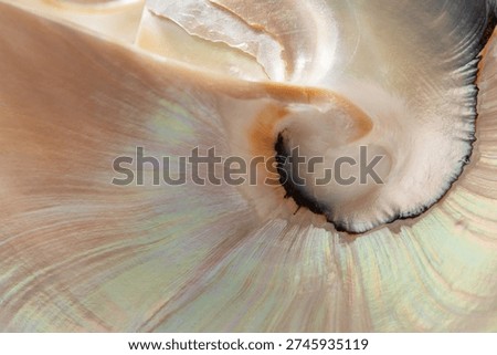 Macro texture exotic seashell as abstract pearl background for product presentation card. Summer aesthetic backdrop. Selective focus.