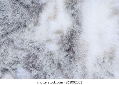 Macro Texture Gray Rabbit Fur Studio