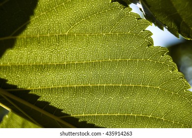 Macro texture green leaf on blur background