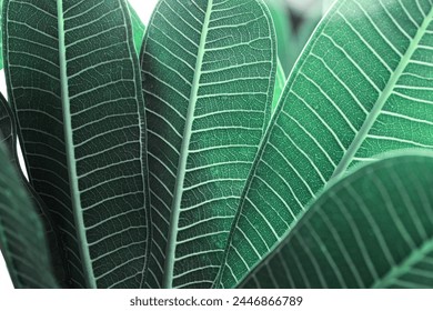 Macro texture Green turquoise palm leaf as natural background for design, abstract nature view. Detailed green tropical leaves with veins. Closeup photo of fresh foliage. Vivid colored nature pattern