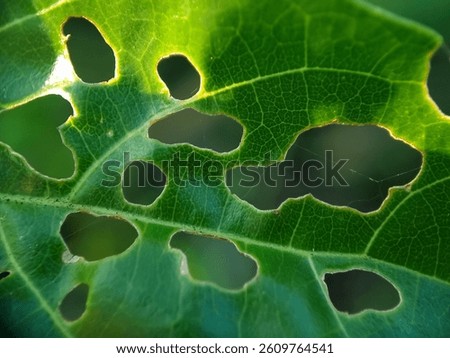Macro texture of leaves that are damaged after eating a caterpillar in the garden.
