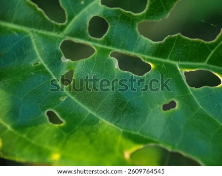 Macro texture of leaves that are damaged after eating a caterpillar in the garden.
