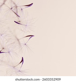Macro texture nature pattern of seeds of dandelion flower on beige, botanical still life with blossoms of plant, sunlight shadow. Natural textured background. Lavender trend color beauty of nature