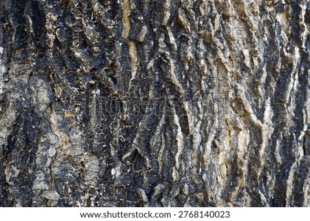 The macro texture of old tree bark with deep, rough cracks. The natural blend of dark brown, gray, and cream accentuates the strong, organic character of hardwood.                               