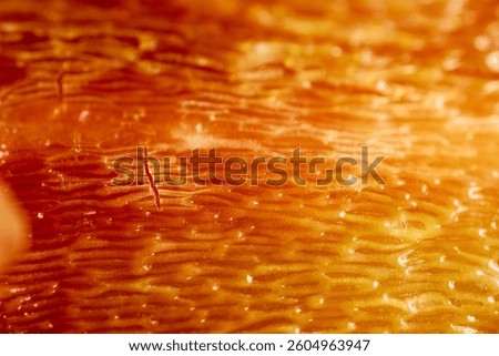 Macro Texture of Orange Bell Pepper Skin with Natural Grooves and Subtle Cracks.